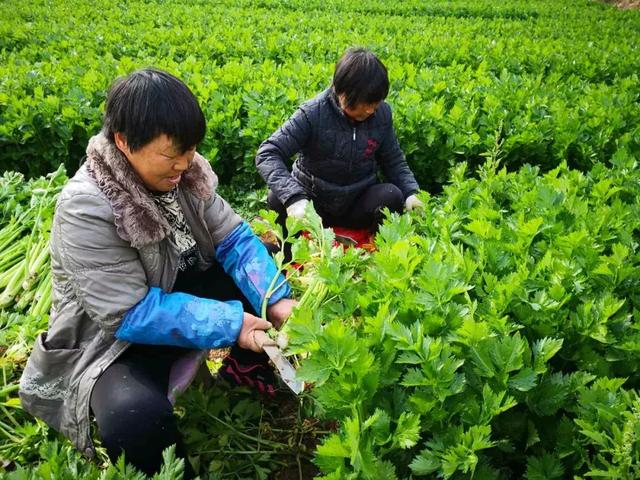 ����40����۲˴���������������ҹ�ж�