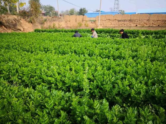 ����40����۲˴���������������ҹ�ж�