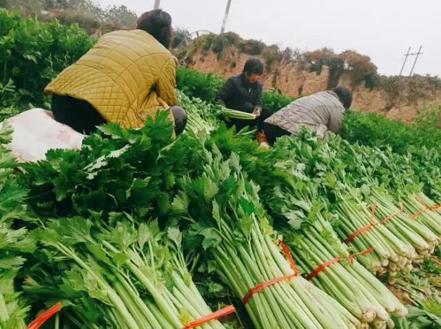 ����40����۲˴���������������ҹ�ж�